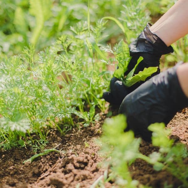 entretien jardin