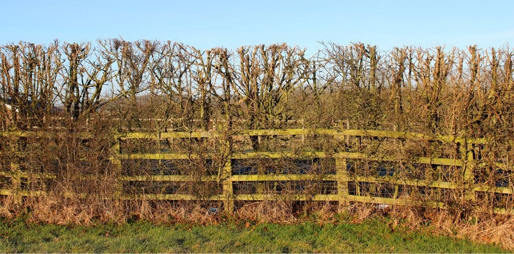 haie caduque automne