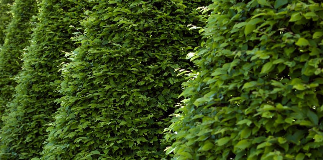 entretien haie conique